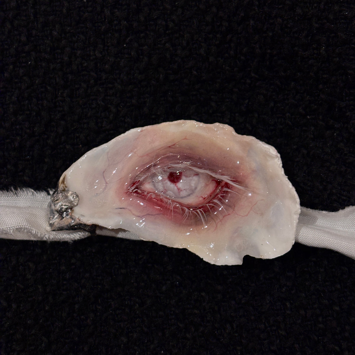 Lilith Scarlet Wound oyster eye attached to pale ribbon, displayed on dark fabric.