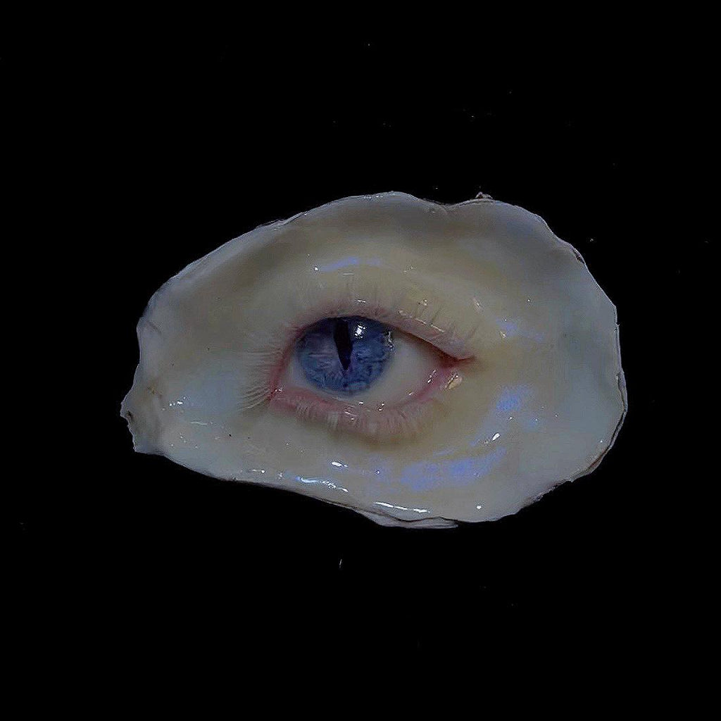 Nyx Cat blue-eye oyster shell shown against a dark background.