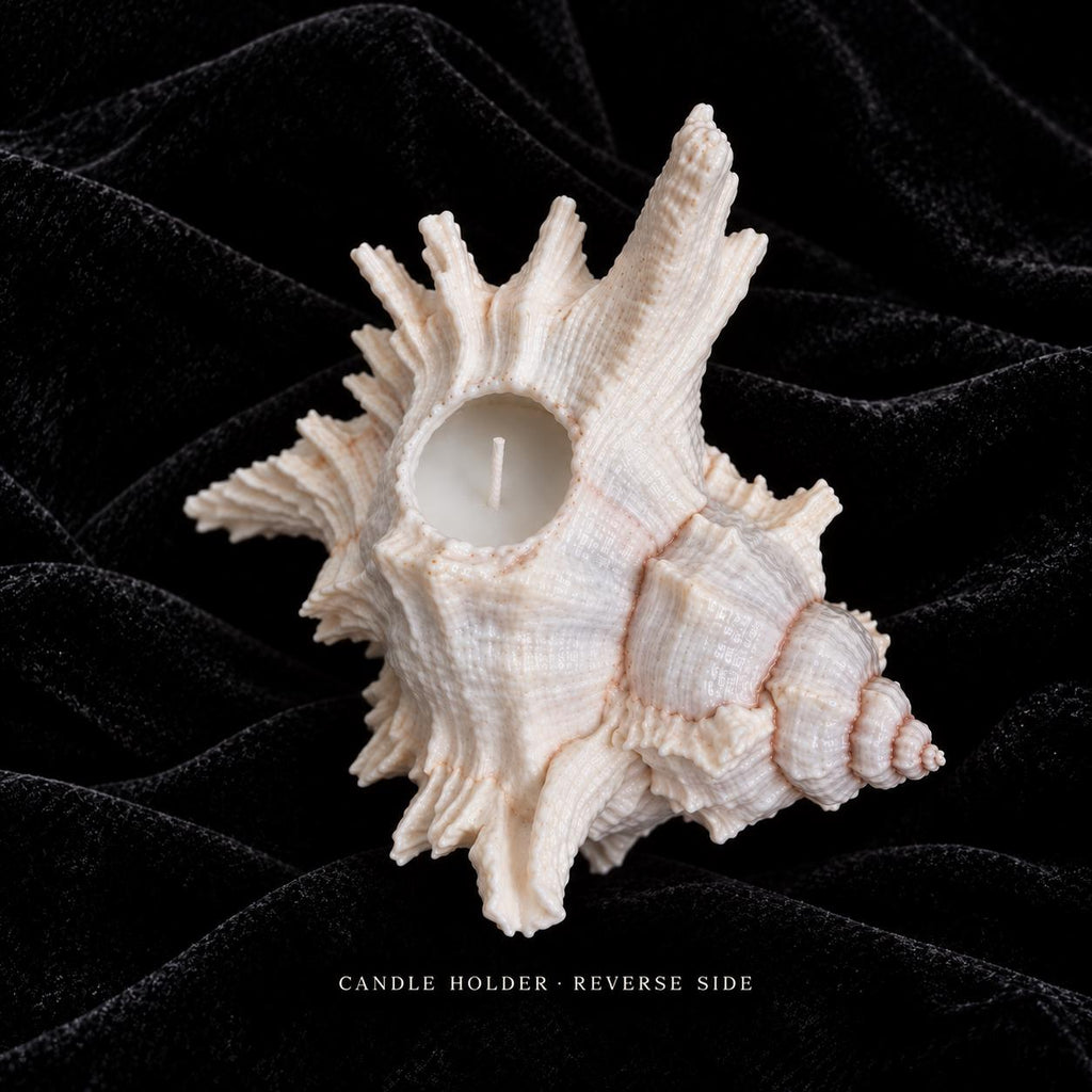 Reverse-side reference for a shell candle holder showing the round candle recess.
